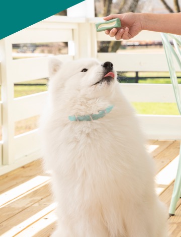 A fluffy white dog gets an OraVet treat